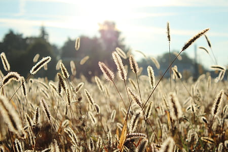 selective focus photography of dandelion grasses thumbnail
