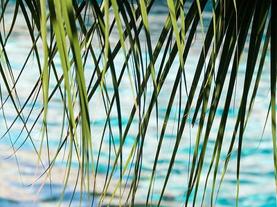 shallow focus photography of green leaves thumbnail