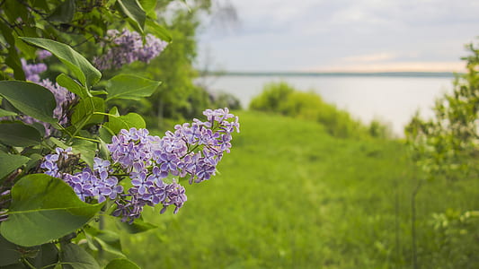 purple lilac flowers selective-focus photography near water at daytime thumbnail