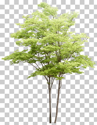 Populus nigra Tree Watercolor painting Landscape architecture, Trees pattern, green leafed tree illustration PNG clipart