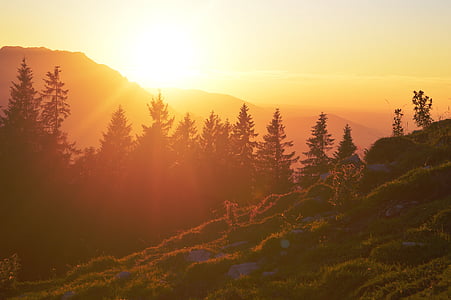 silhouette of pine trees during sunset thumbnail