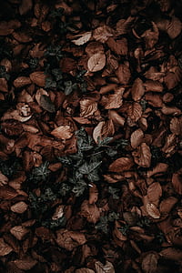 dried leaves thumbnail
