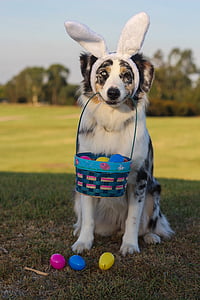 white, brown, and black dog carrying Easter basket thumbnail