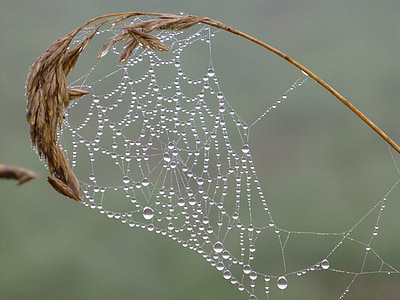 spider web with dew thumbnail