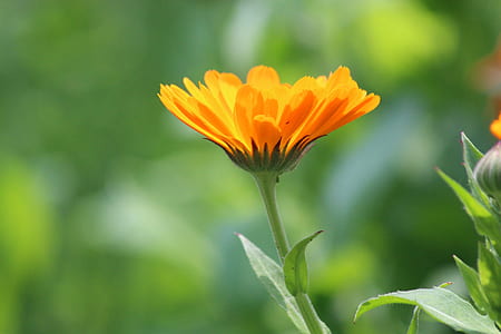 selective focus photography of orange calendula flower thumbnail