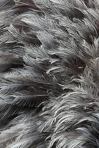 gray feathers thumbnail