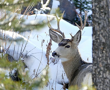 brown deer near brown tree with snow closeup photo thumbnail