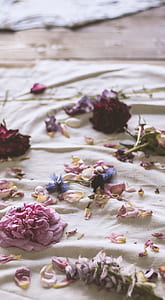 petaled flower on the bed thumbnail