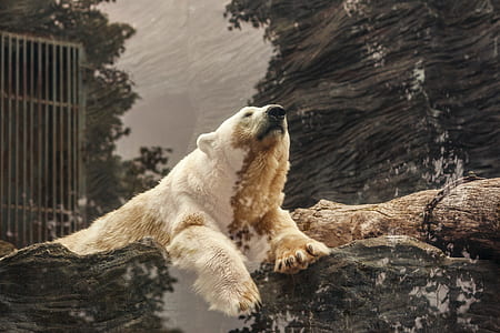 white and brown bear leaning on tree trunk thumbnail