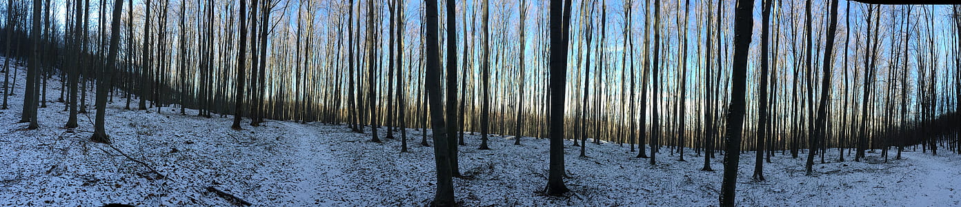 tree trunks under blue sky thumbnail