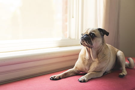 Adult Fawn Pug Near White Wooden Framed Window thumbnail
