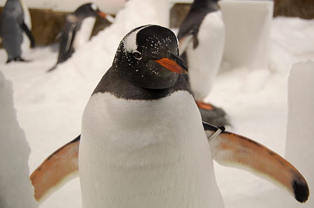 adult penguin thumbnail