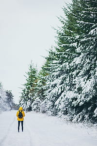 person standing on snowfield near pine tree thumbnail