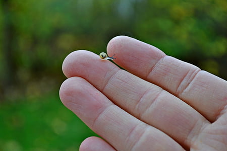 brown and clear snail on person's middle finger close up photography thumbnail