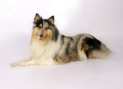 photo of Rough Collie thumbnail