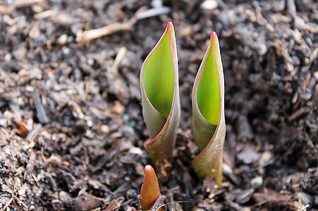 green leafed plant on soil thumbnail