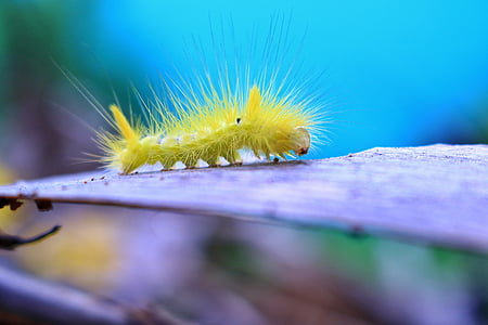 yellow caterpillar on gray stem thumbnail