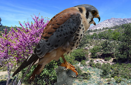 falcon perched on rock near purple petaled flowers thumbnail