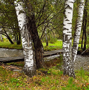 white and black trees thumbnail