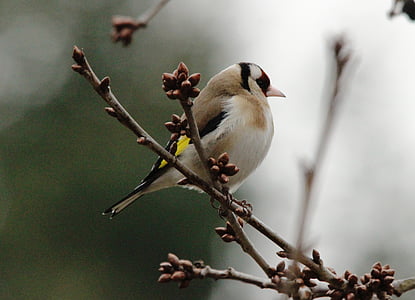 close-up photo of black, yellow, and gray short-beaked bird perching on branch thumbnail