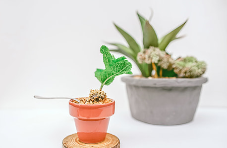 green leafed plants thumbnail
