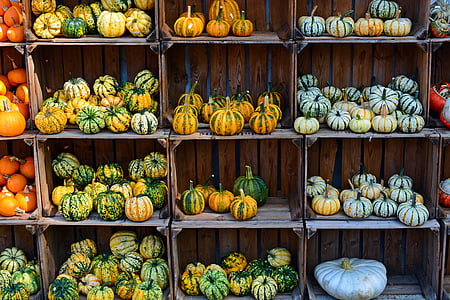 assorted-color squash lot thumbnail