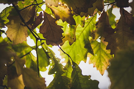aerial photography of maple leaf at daytime thumbnail