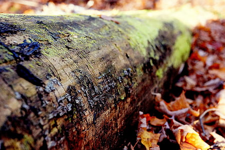 close-up photography of wood trunk thumbnail