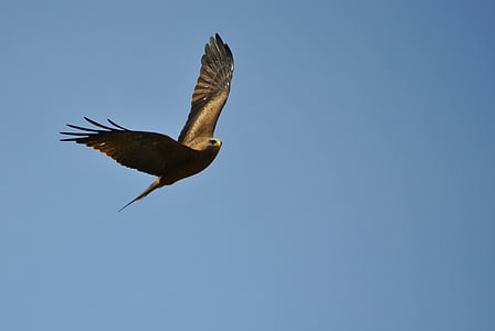 low angle photography of flying brown eagle under blue sky thumbnail