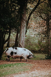 white and black pig walking along trees at daytime thumbnail