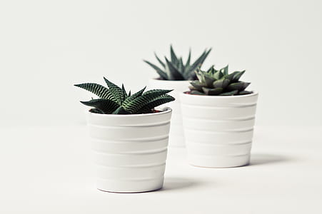 three green succulent plants thumbnail