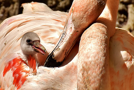 pink and white flamingo thumbnail