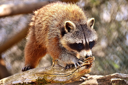 brown and white fox on brown wood thumbnail
