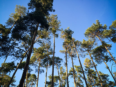 Another Trees in the Forest thumbnail