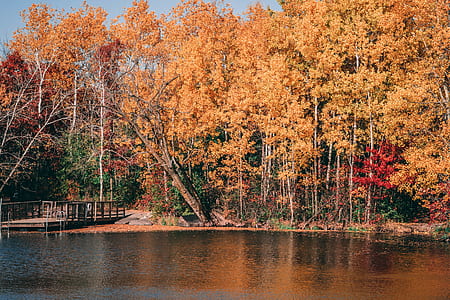 fall trees beside body of water thumbnail