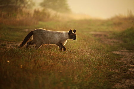 photo of siamese cat walking on grass covered ground thumbnail