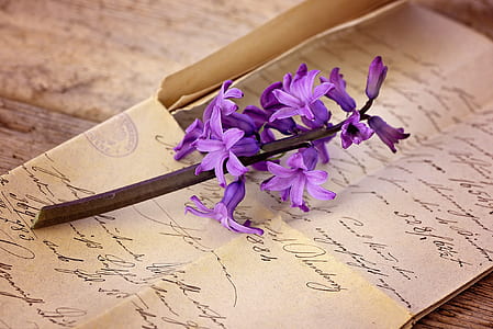 purple flower thumbnail