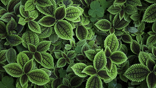 green leaf plant thumbnail