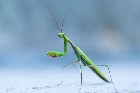 green praying mantis on gray pavement thumbnail