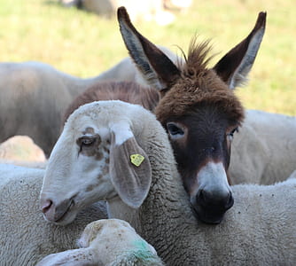 close-up photo of brown donkey and grey sheep thumbnail