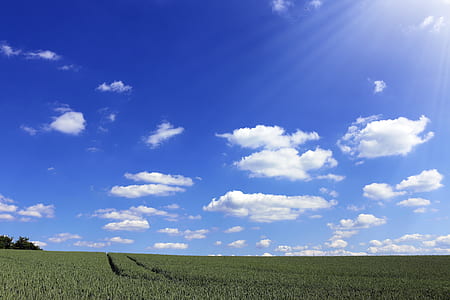 green grass field thumbnail