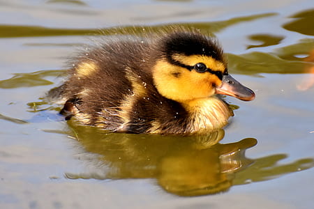 duckling swimming in body of water thumbnail