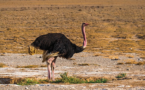 wildlife photography of black ostrich at savanna thumbnail