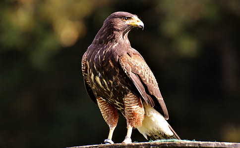 selective focus photography of brown hawk thumbnail