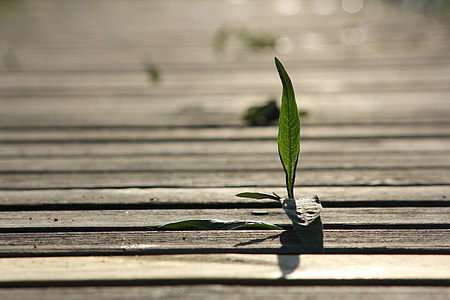 tilt photography of green leaves on brown wooden pallet thumbnail