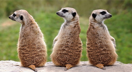 three brown meerkats sitting on the sand thumbnail