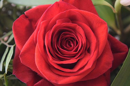 close up photo of red rose thumbnail