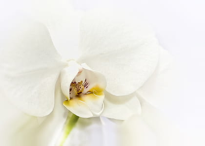 close-up photo of white moth orchid thumbnail