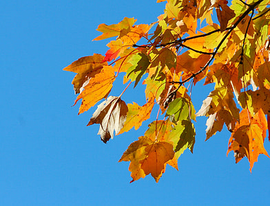 low-angle photo of maple leaves under blue sky during daytime thumbnail