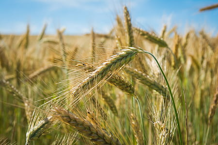 depth of field photography of wheat plants thumbnail